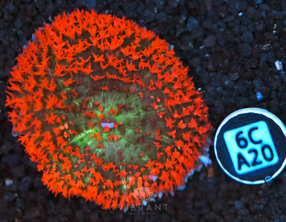 St Thomas Mushroom Ultra