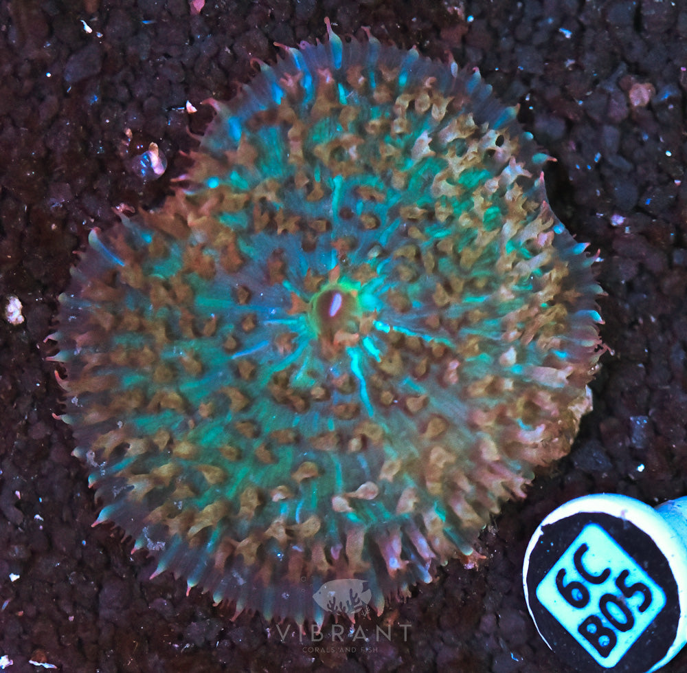 St Thomas Mushroom Ultra