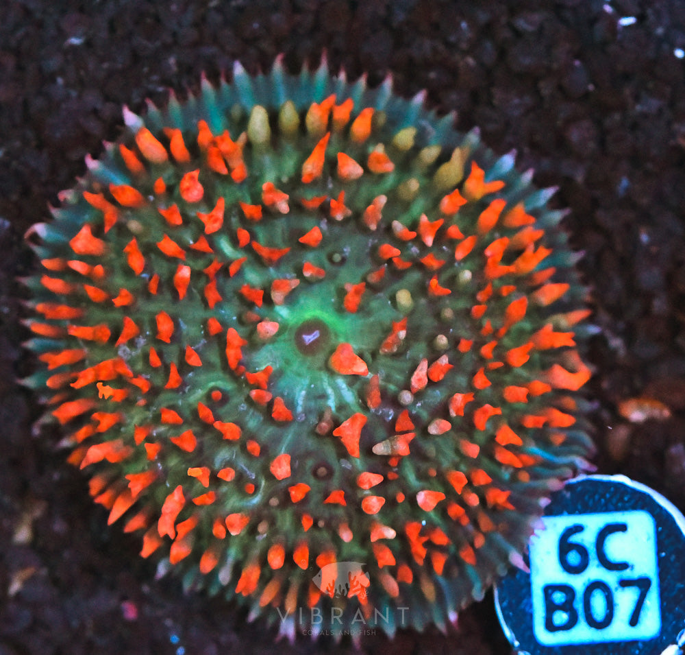 St Thomas Mushroom Ultra