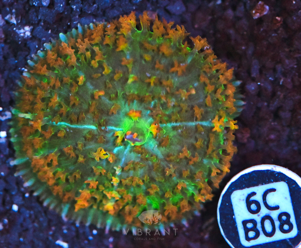 St Thomas Mushroom Ultra