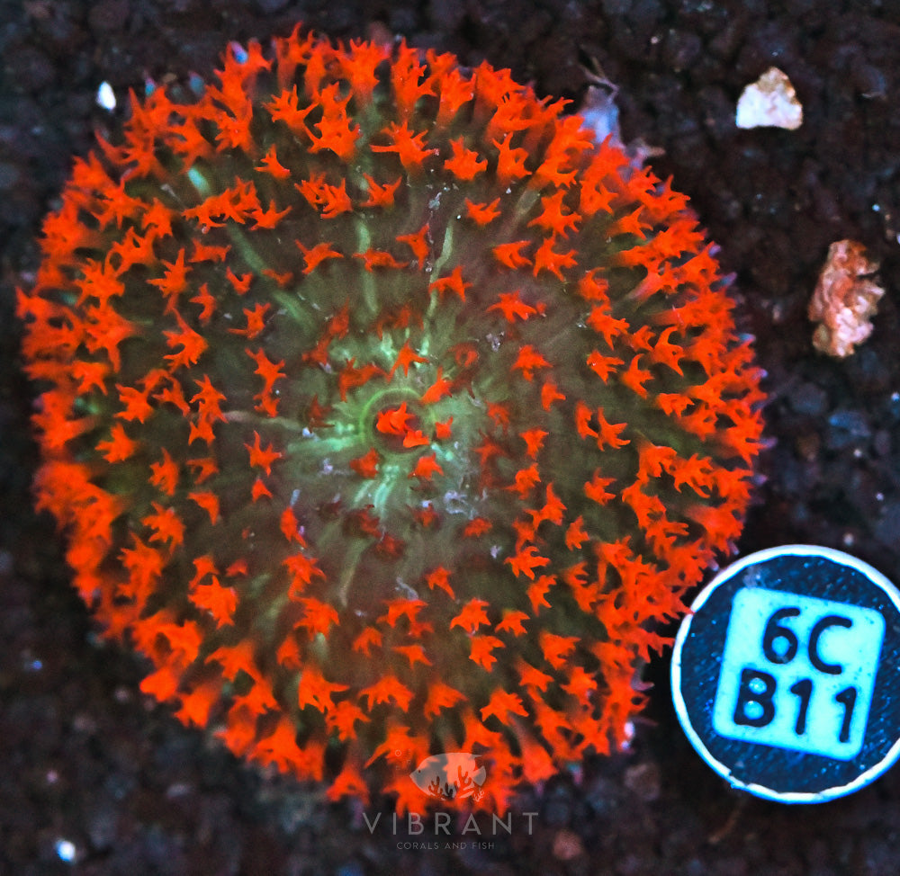 St Thomas Mushroom Ultra