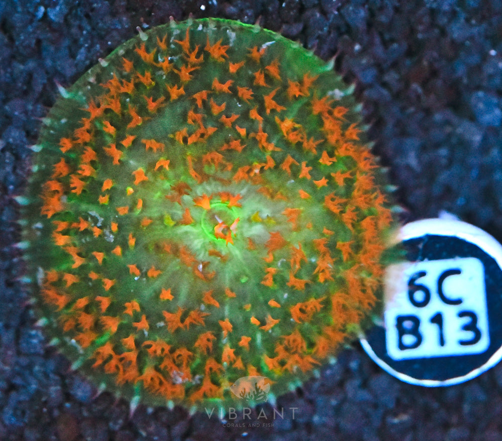 St Thomas Mushroom Ultra