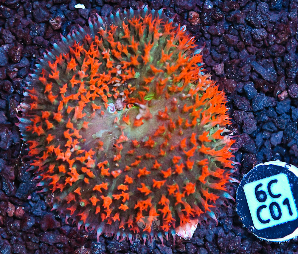 St Thomas Mushroom Ultra