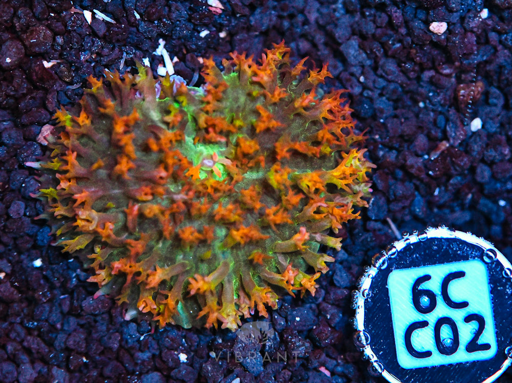 St Thomas Mushroom Ultra