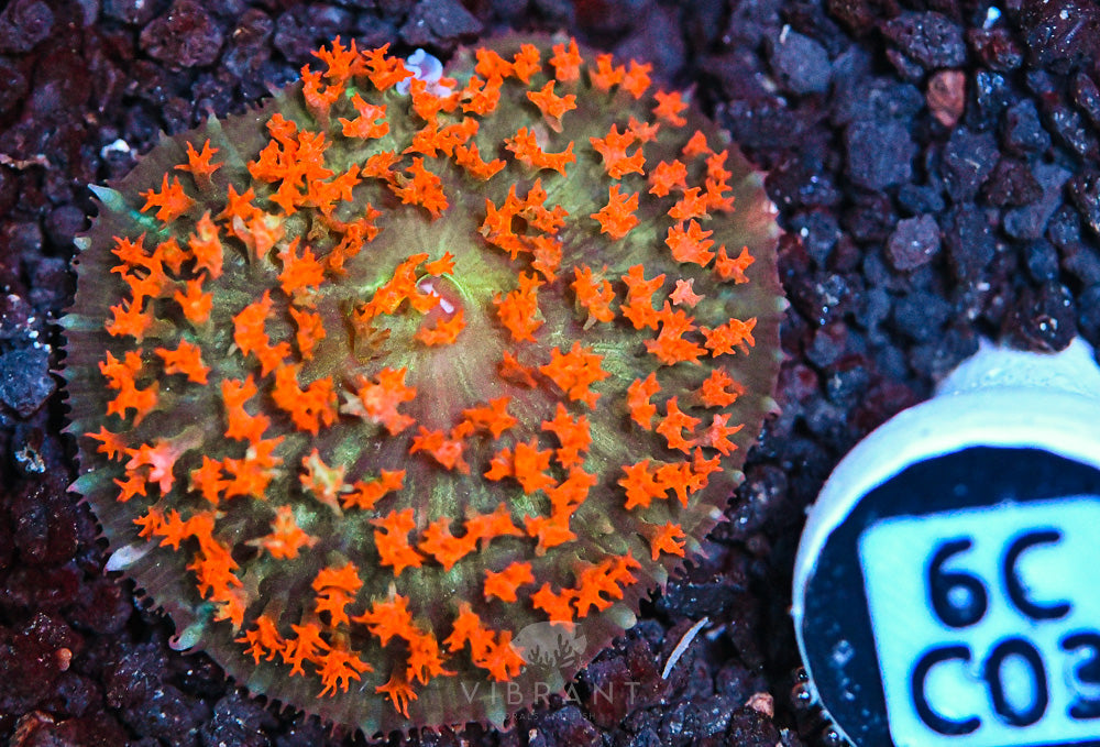 St Thomas Mushroom Ultra