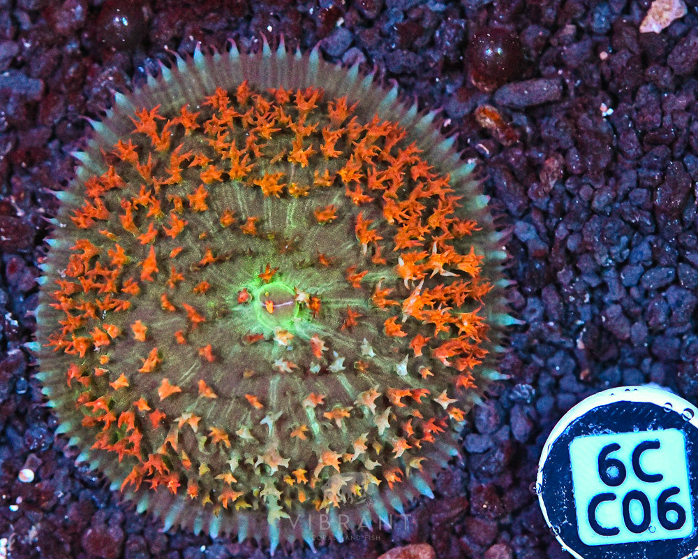 St Thomas Mushroom Ultra