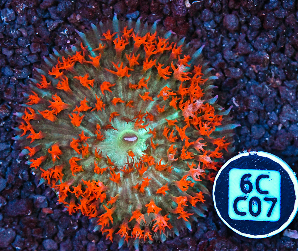 St Thomas Mushroom Ultra