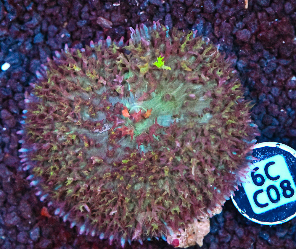 St Thomas Mushroom Ultra