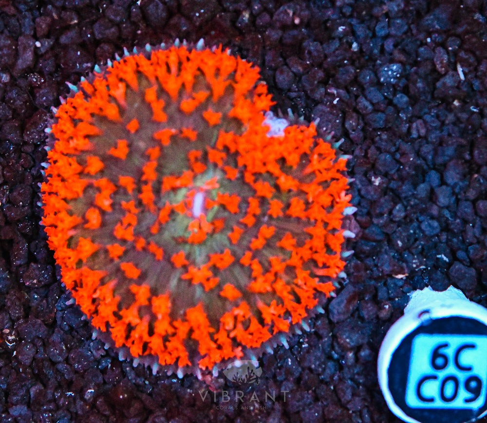 St Thomas Mushroom Ultra