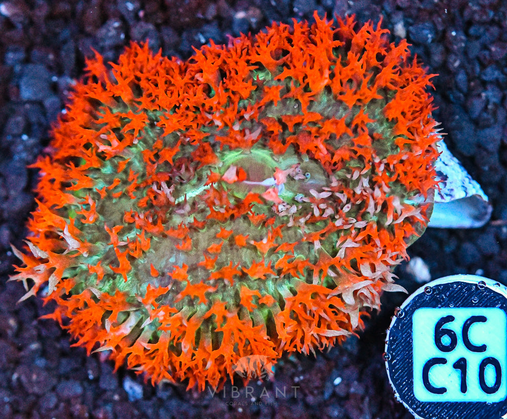 St Thomas Mushroom Ultra