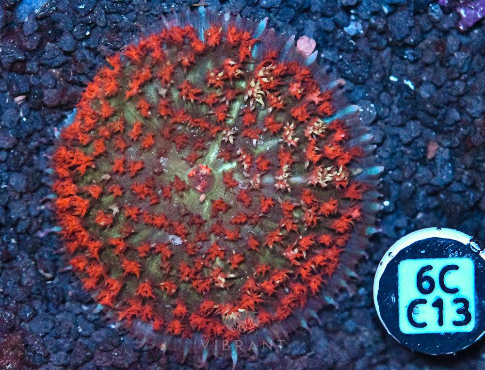 St Thomas Mushroom Ultra