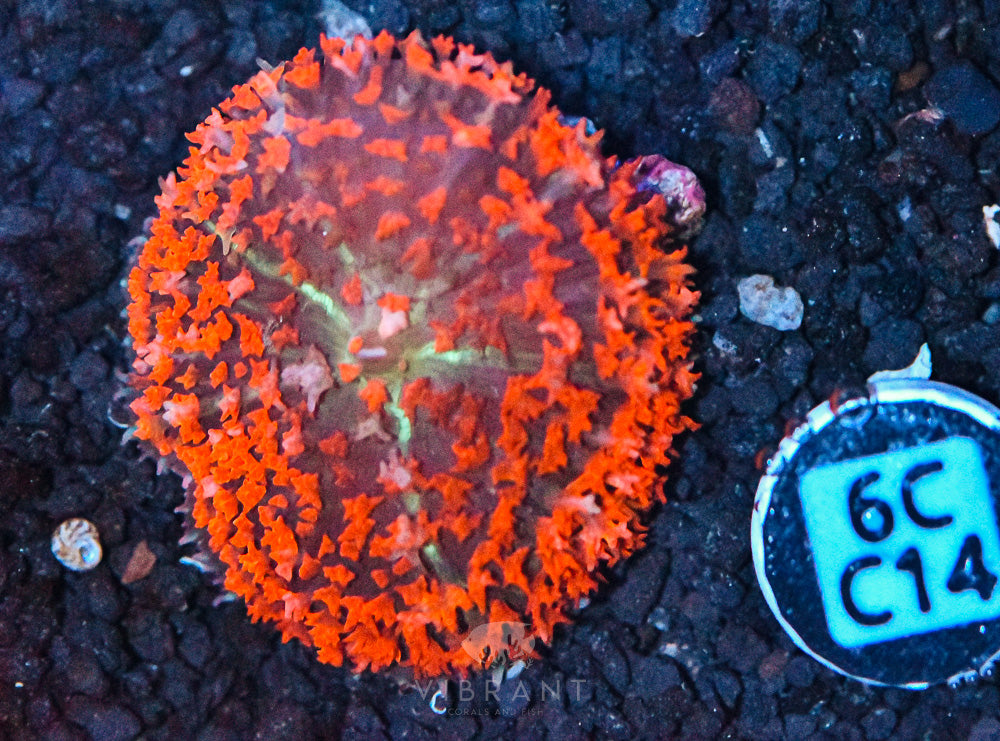 St Thomas Mushroom Ultra