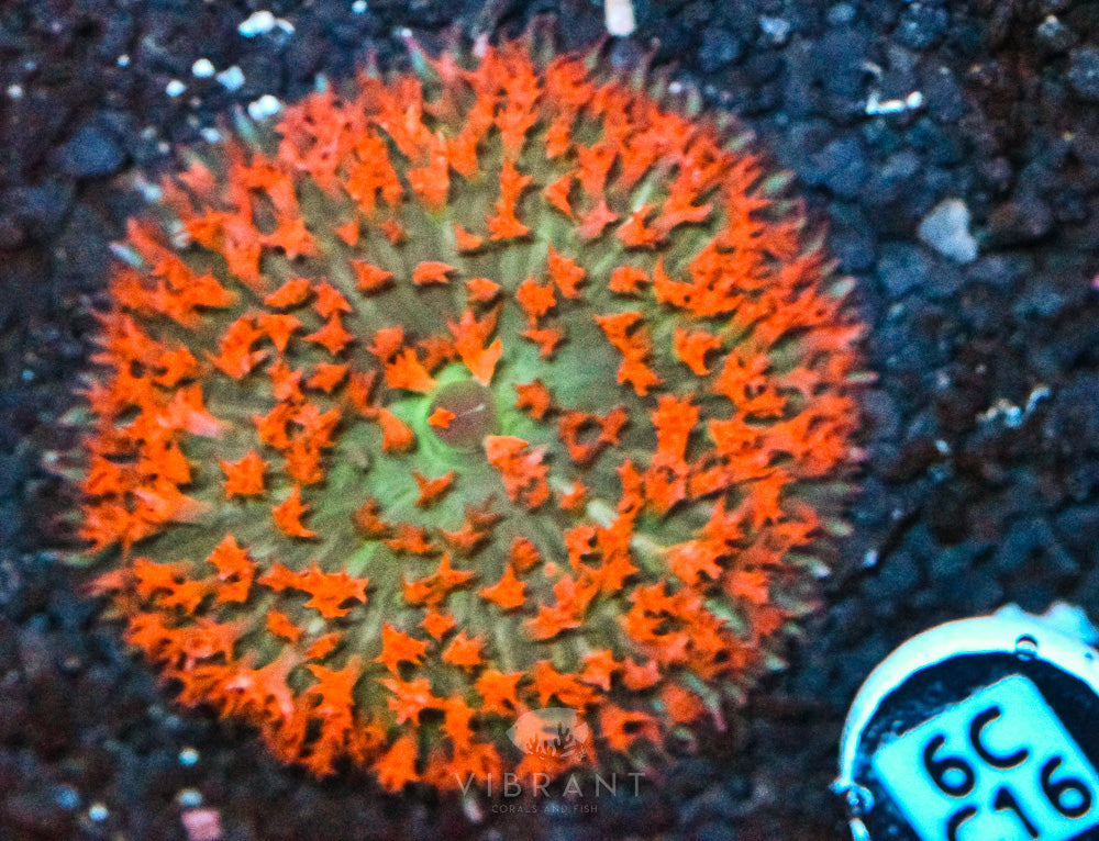 St Thomas Mushroom Ultra
