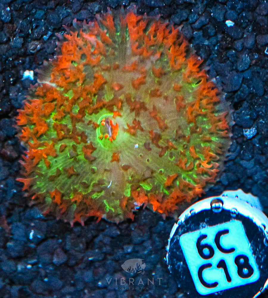 St Thomas Mushroom Ultra