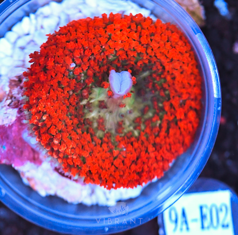 St Thomas Ultra Mushroom