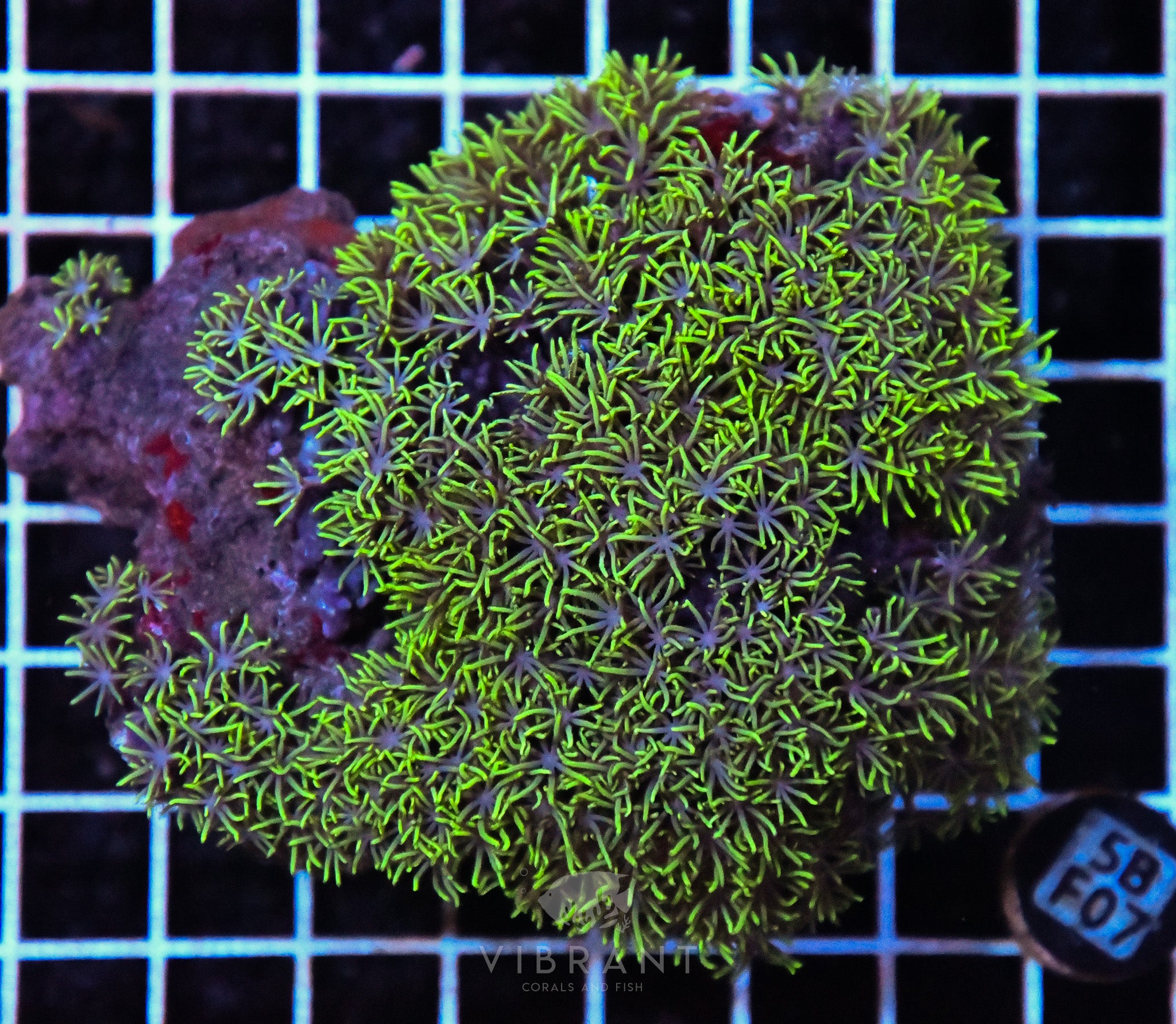 Star Polyp AUS