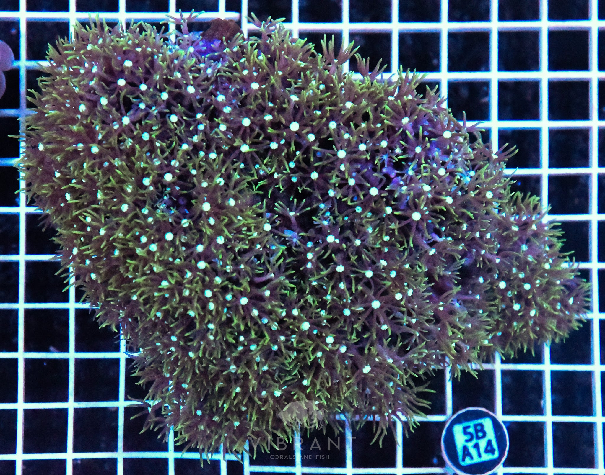 Star Polyp AUS