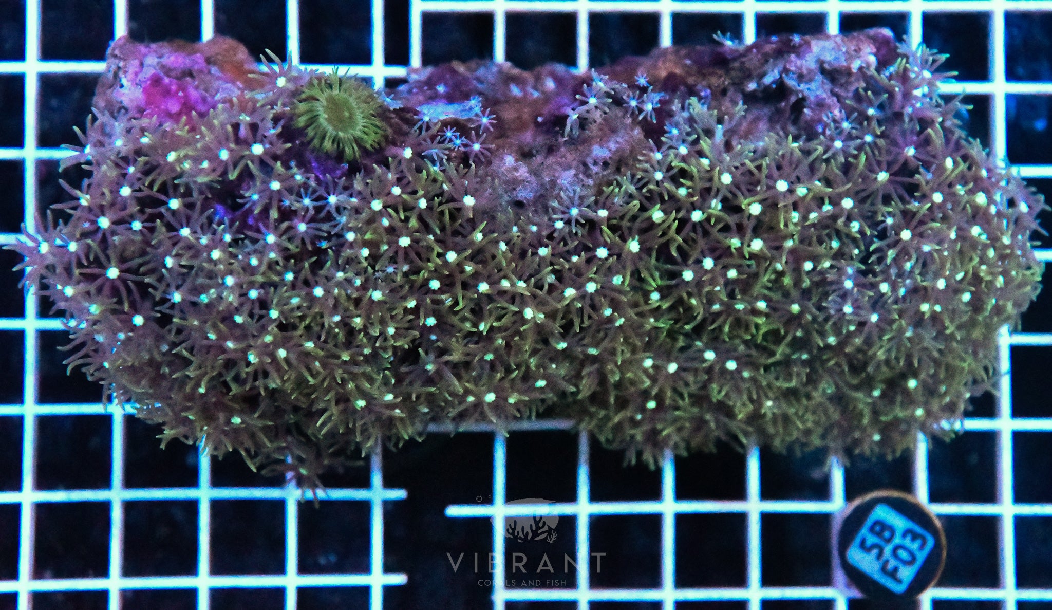 Star Polyp AUS