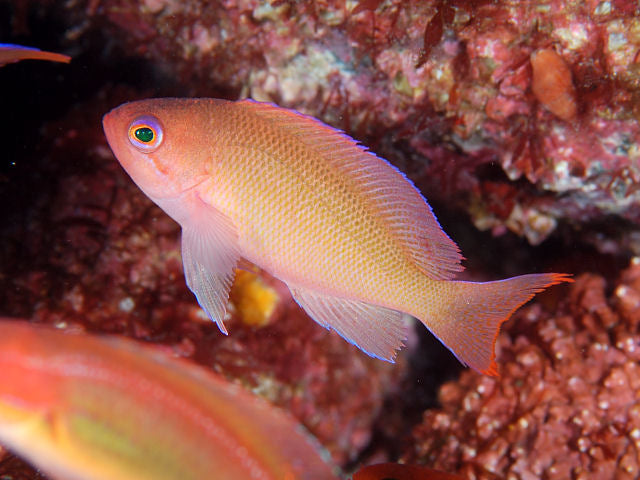Stocky Anthias Female (Pseudanthias hypselosoma)