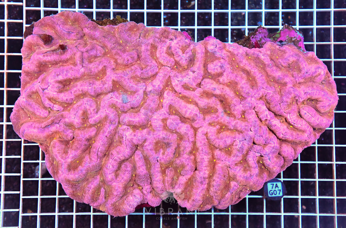 Symphyllia INDO
