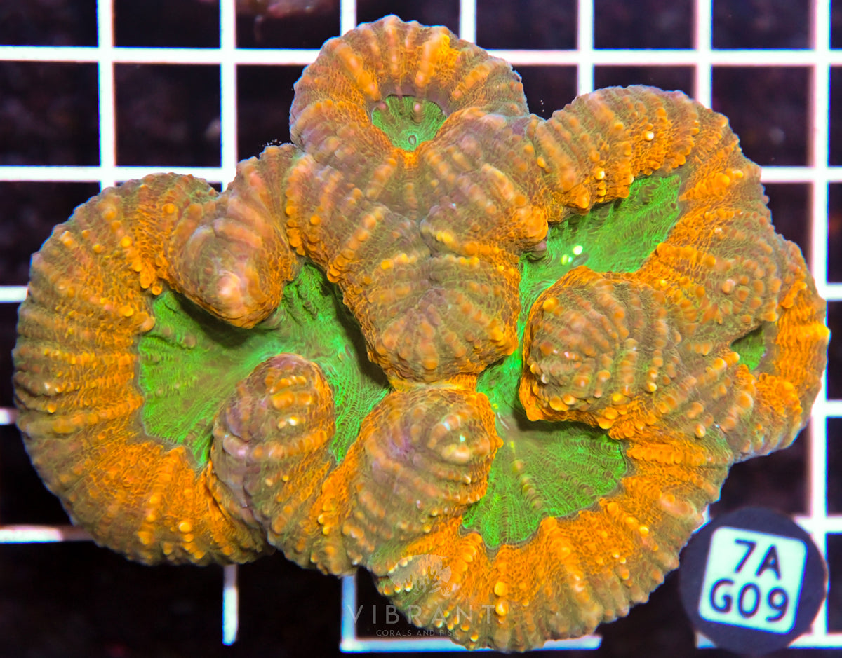 Lobophyllia AUS