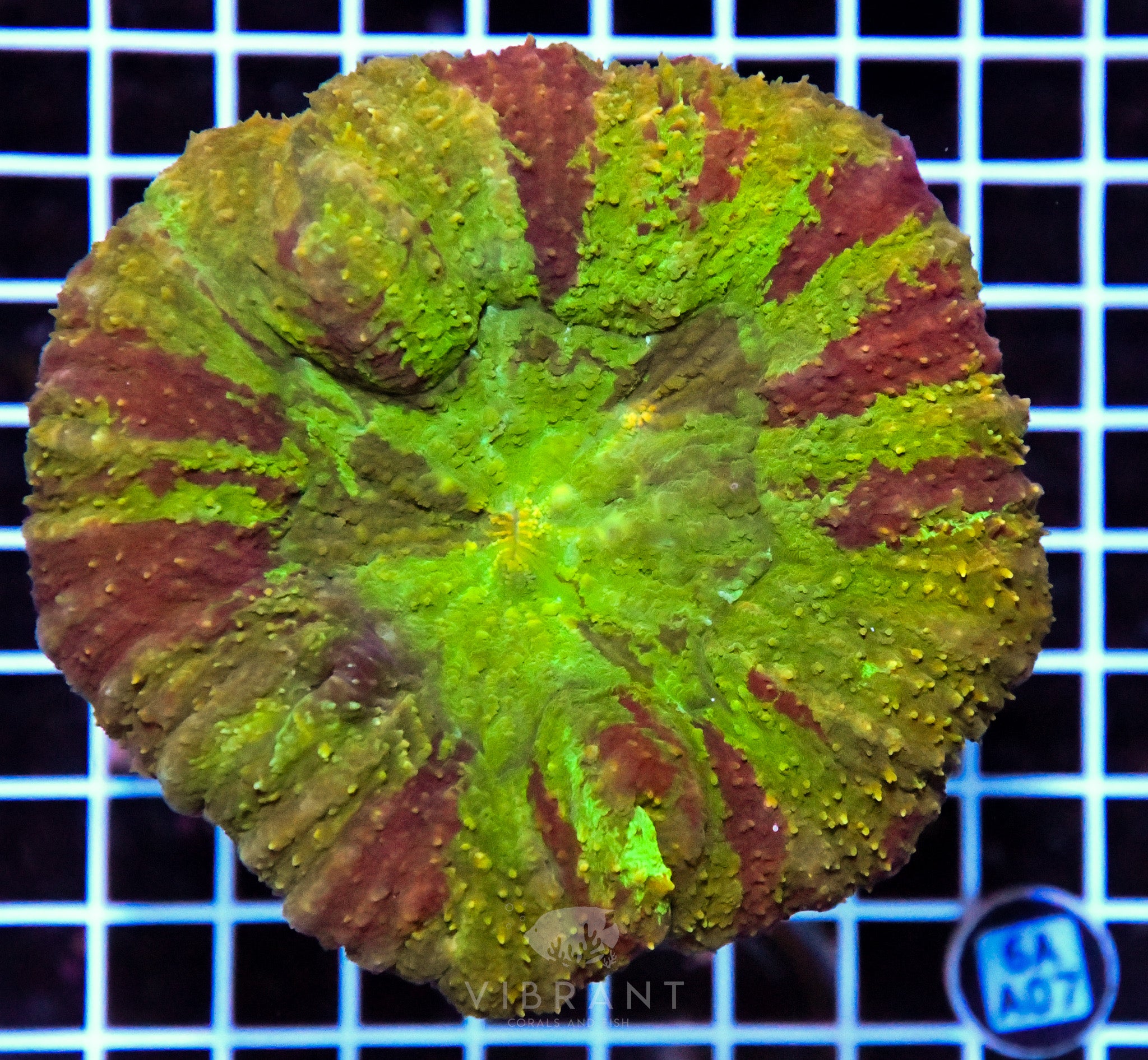 Symphyllia INDO W