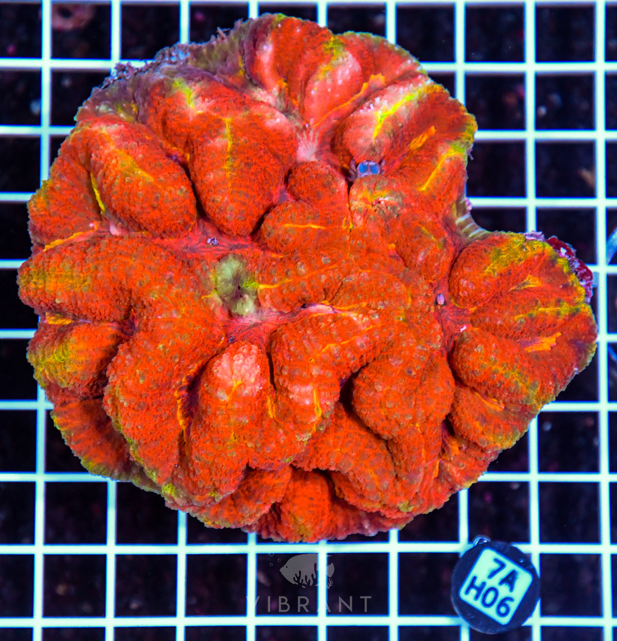 Symphyllia INDO