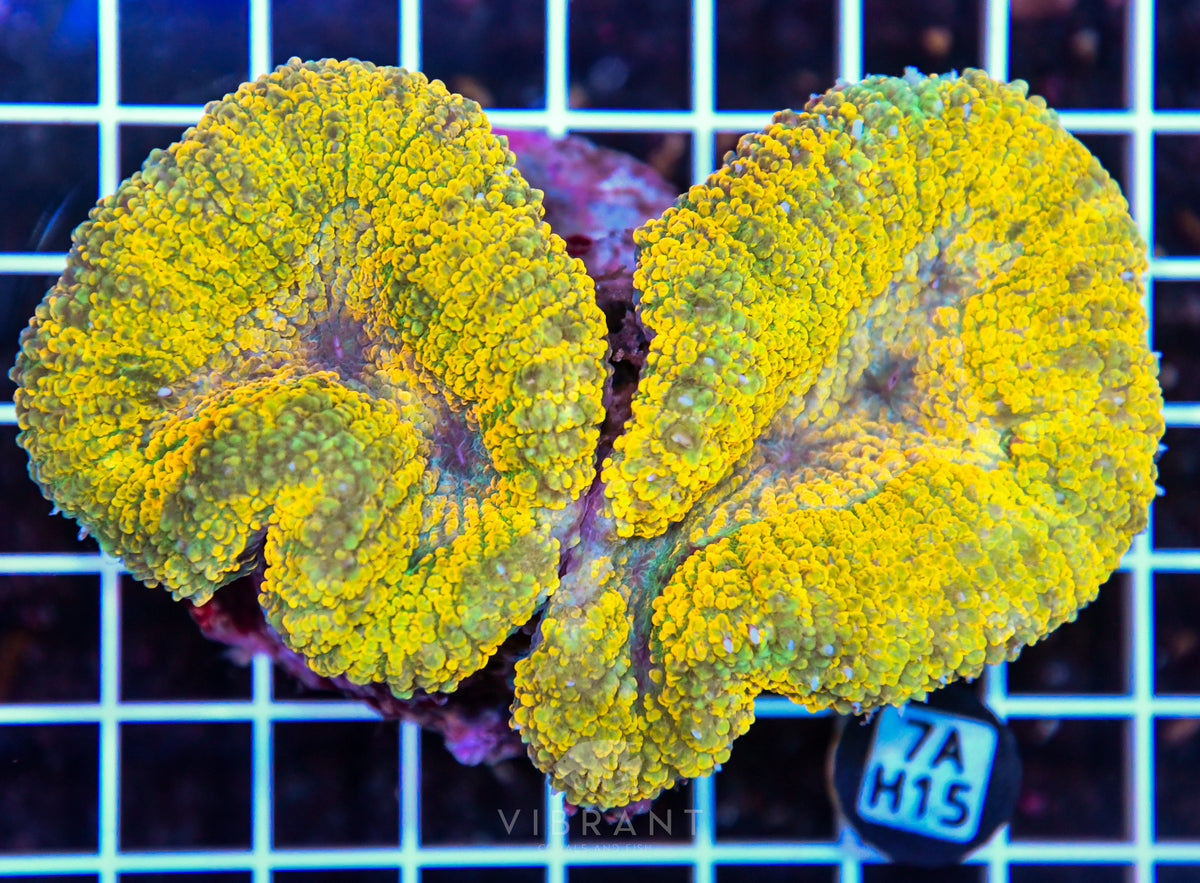 Symphyllia INDO