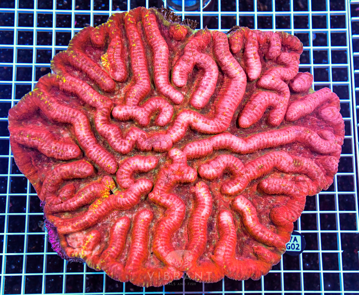 Symphyllia INDO