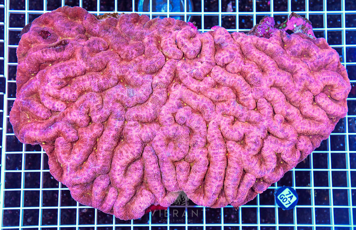 Symphyllia INDO