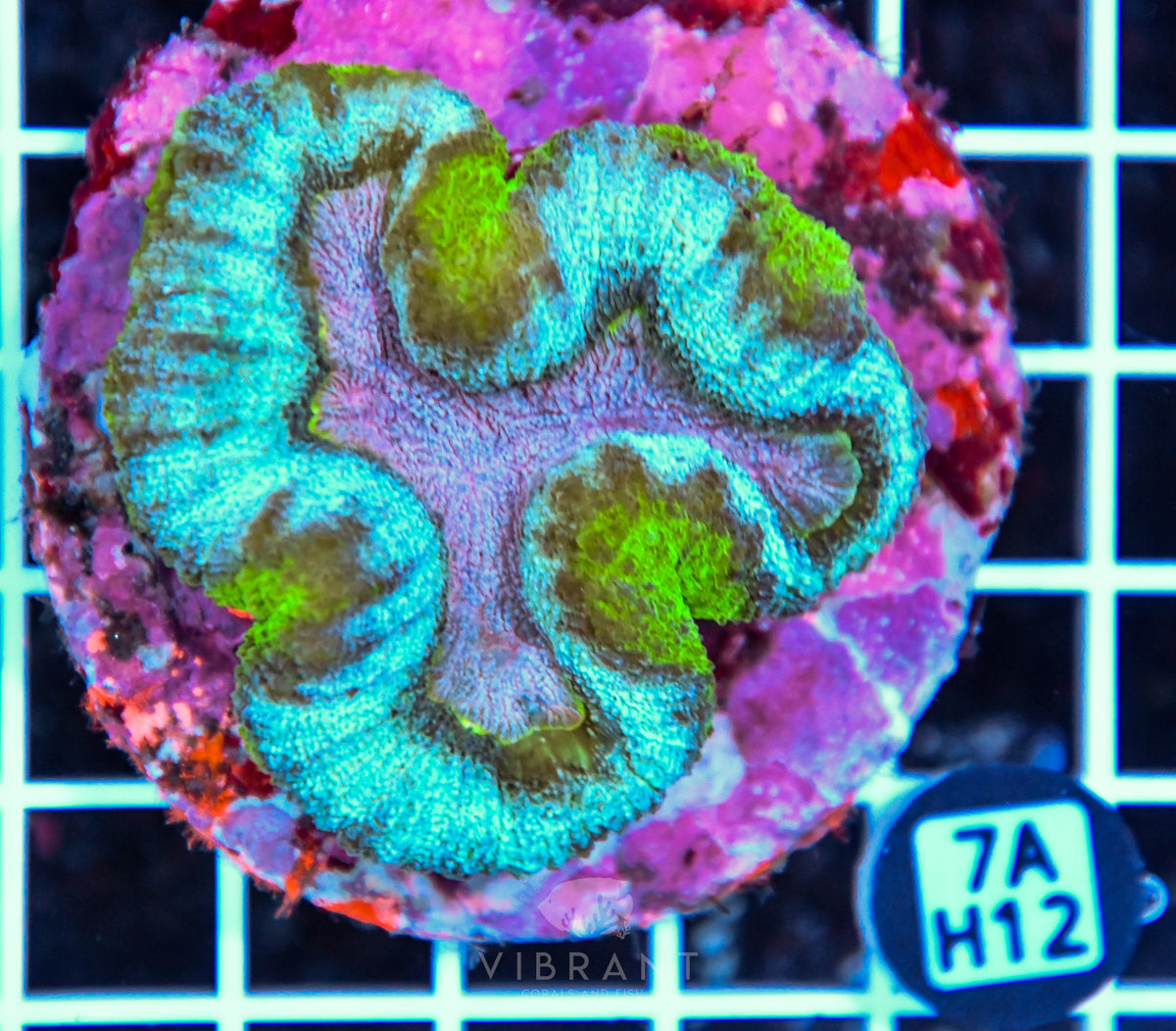 Symphyllia INDO