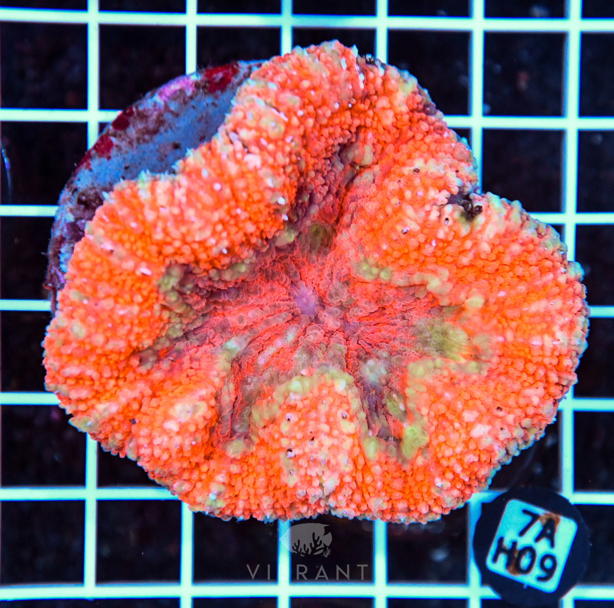 Symphyllia INDO