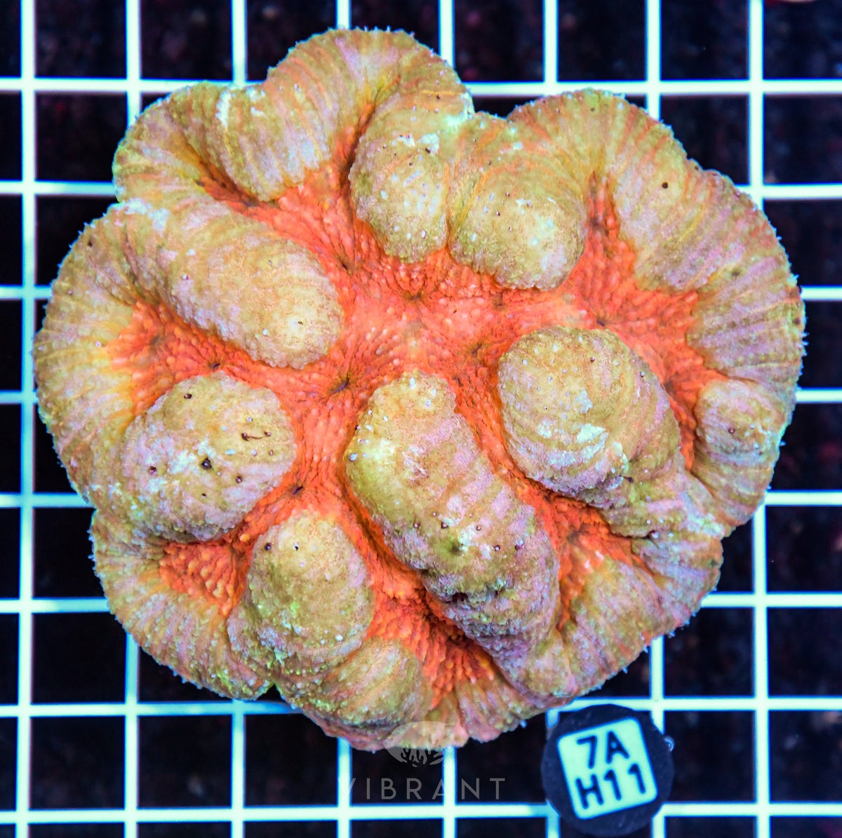 Symphyllia INDO