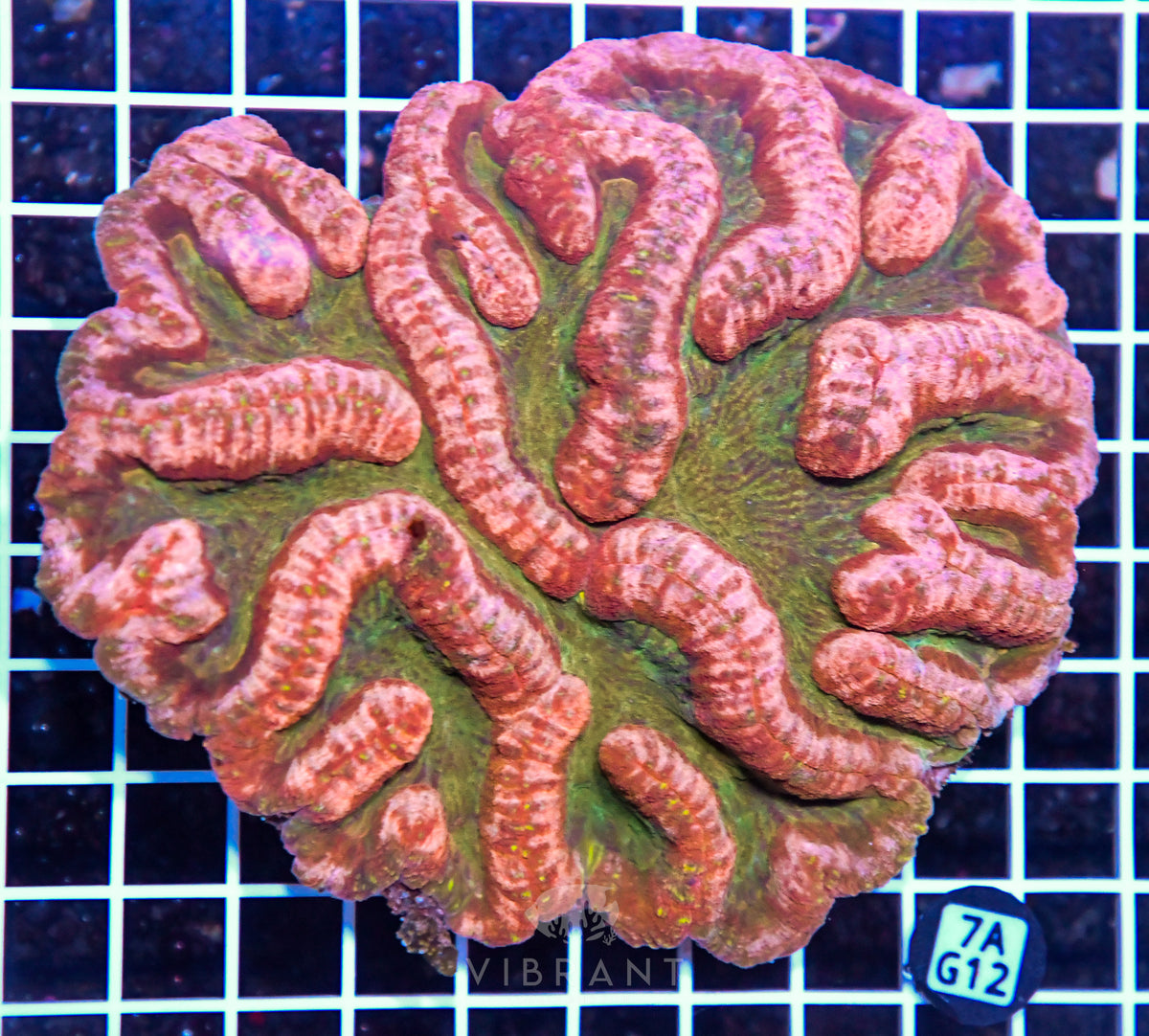 Symphyllia INDO
