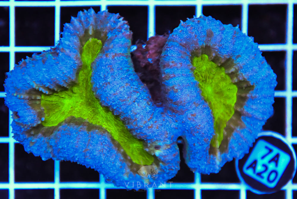 Symphyllia
