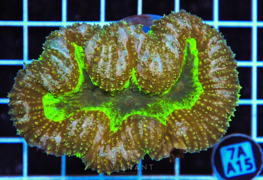 Symphyllia