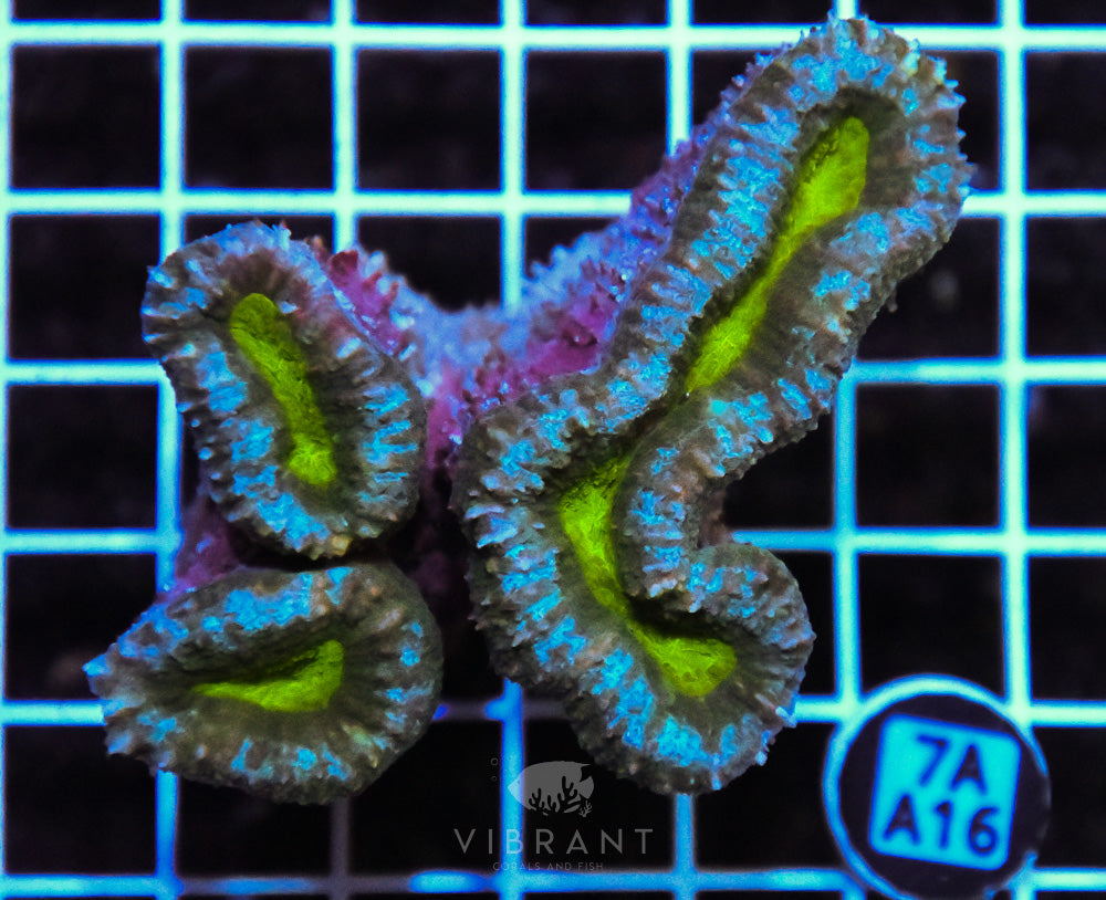 Symphyllia