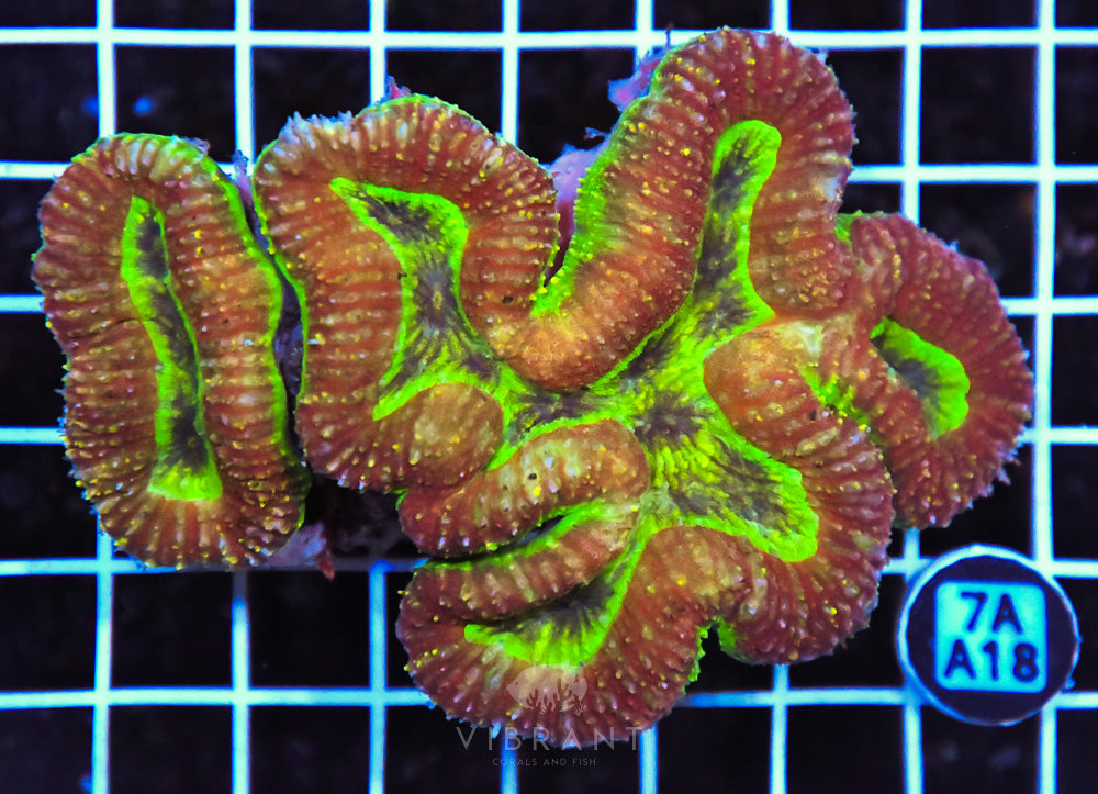 Symphyllia