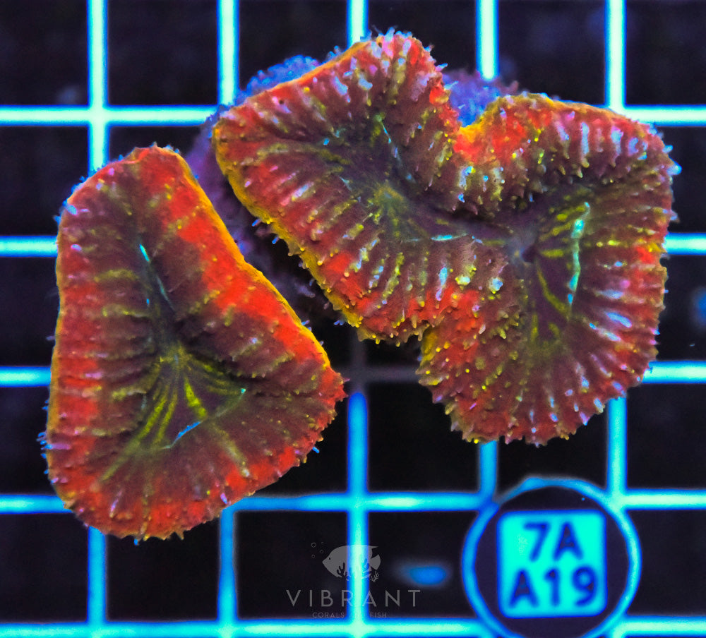 Symphyllia