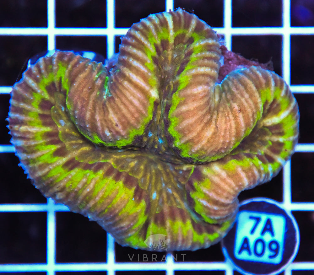 Symphyllia