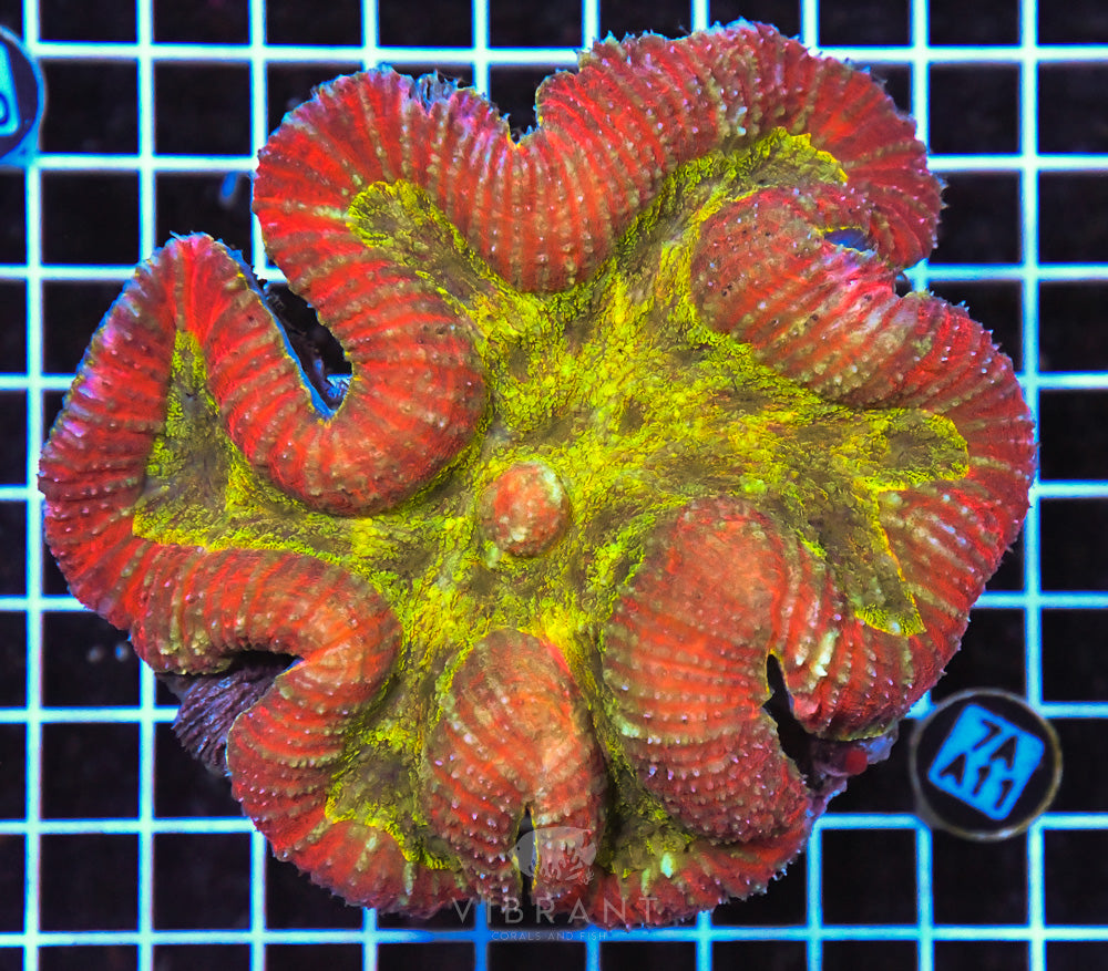Symphyllia