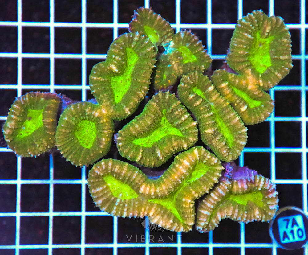 Symphyllia
