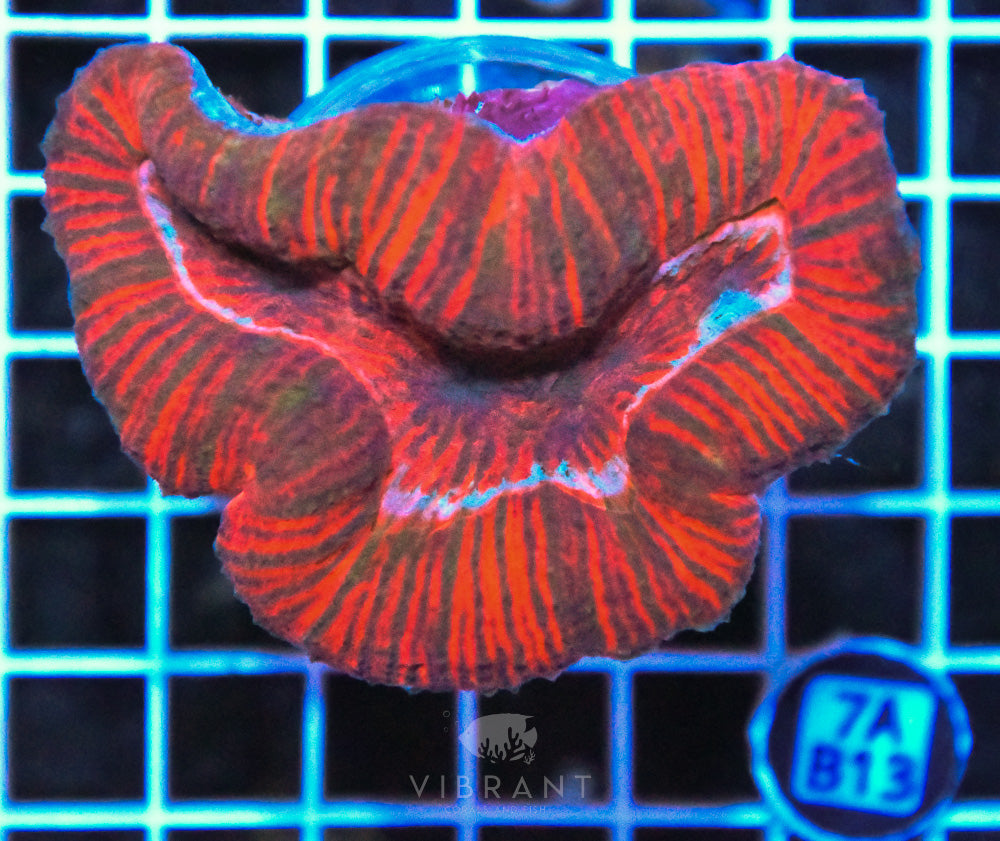 Symphyllia
