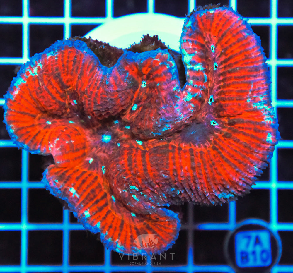 Symphyllia