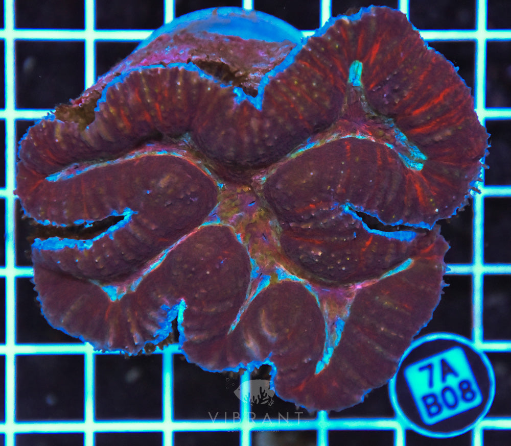Symphyllia