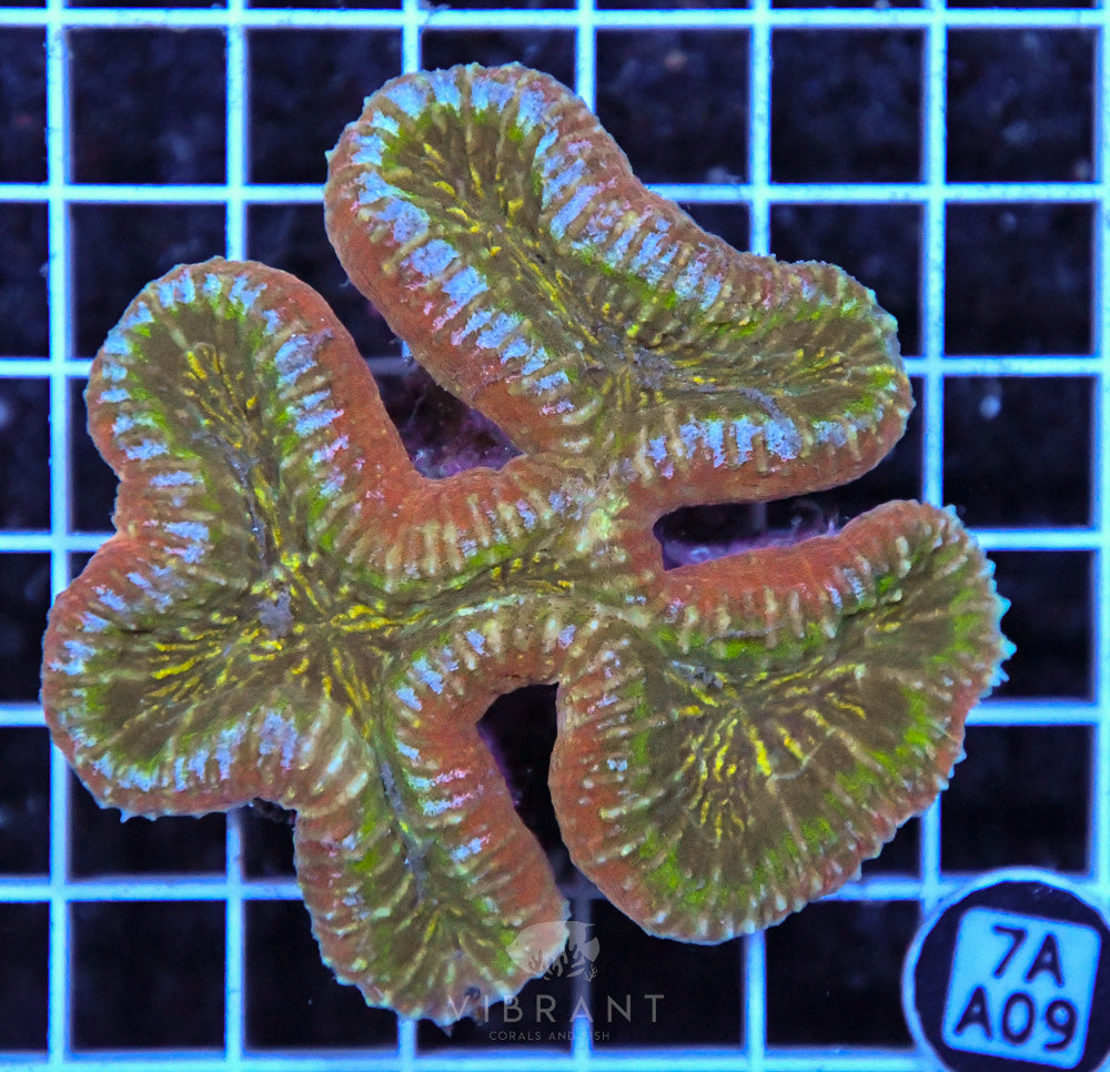 Symphyllia Ultra SOL