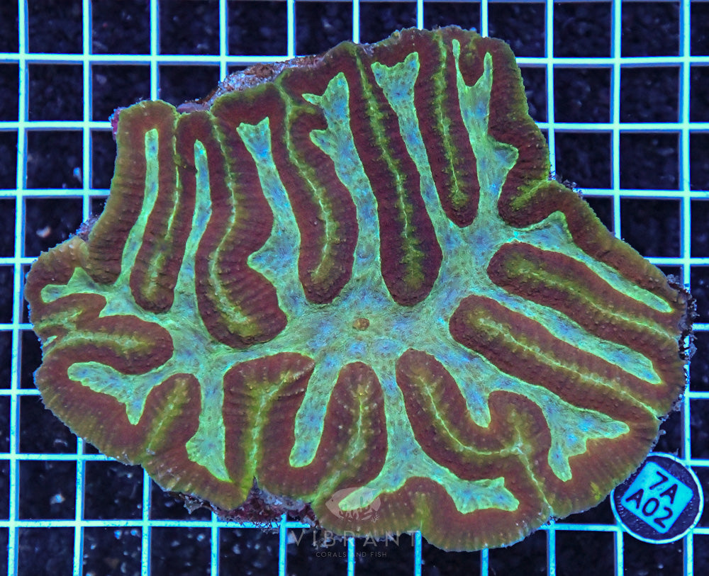 Symphyllia Ultra SOL