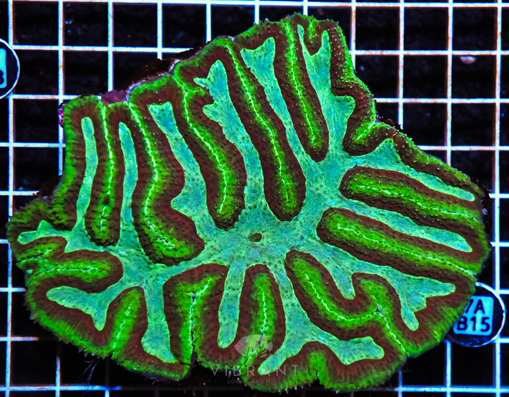 Symphyllia SOL