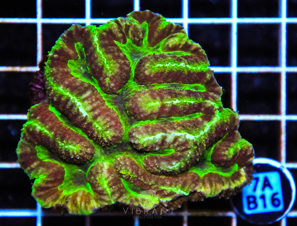 Symphyllia SOL