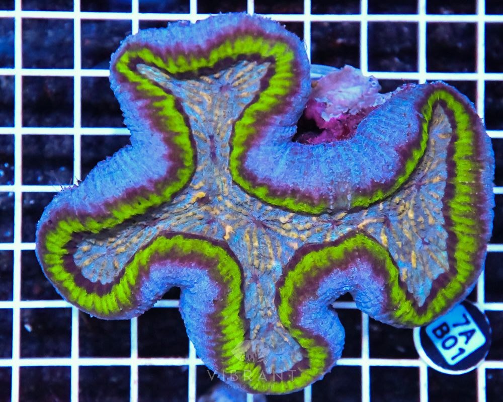 Symphyllia Ultra SOL